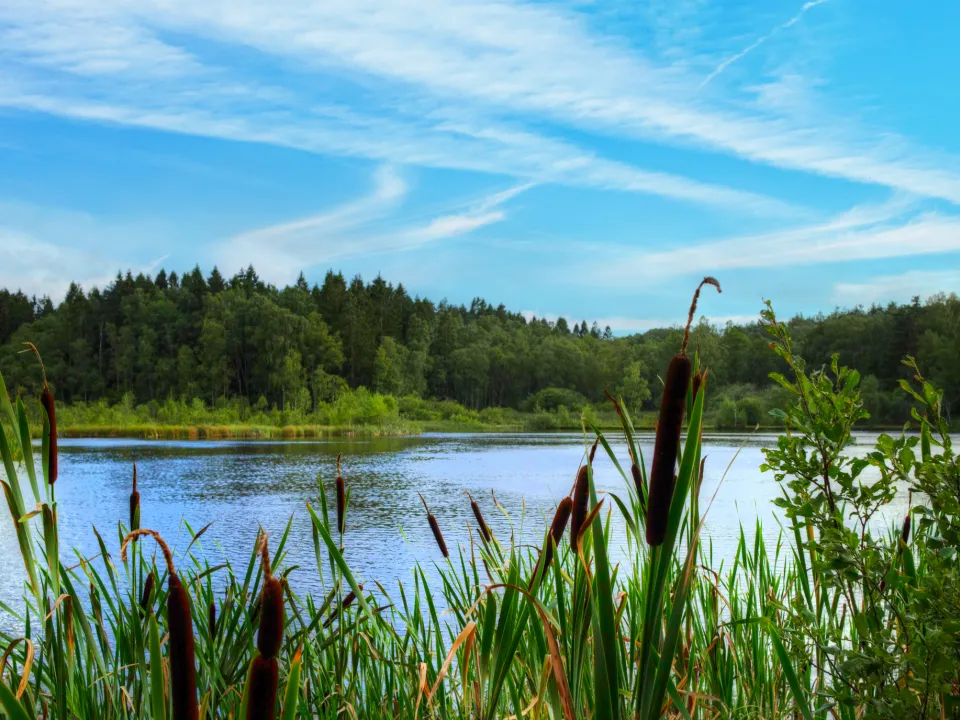 Jones Lake Management Partners with Clear Water Weed Removal