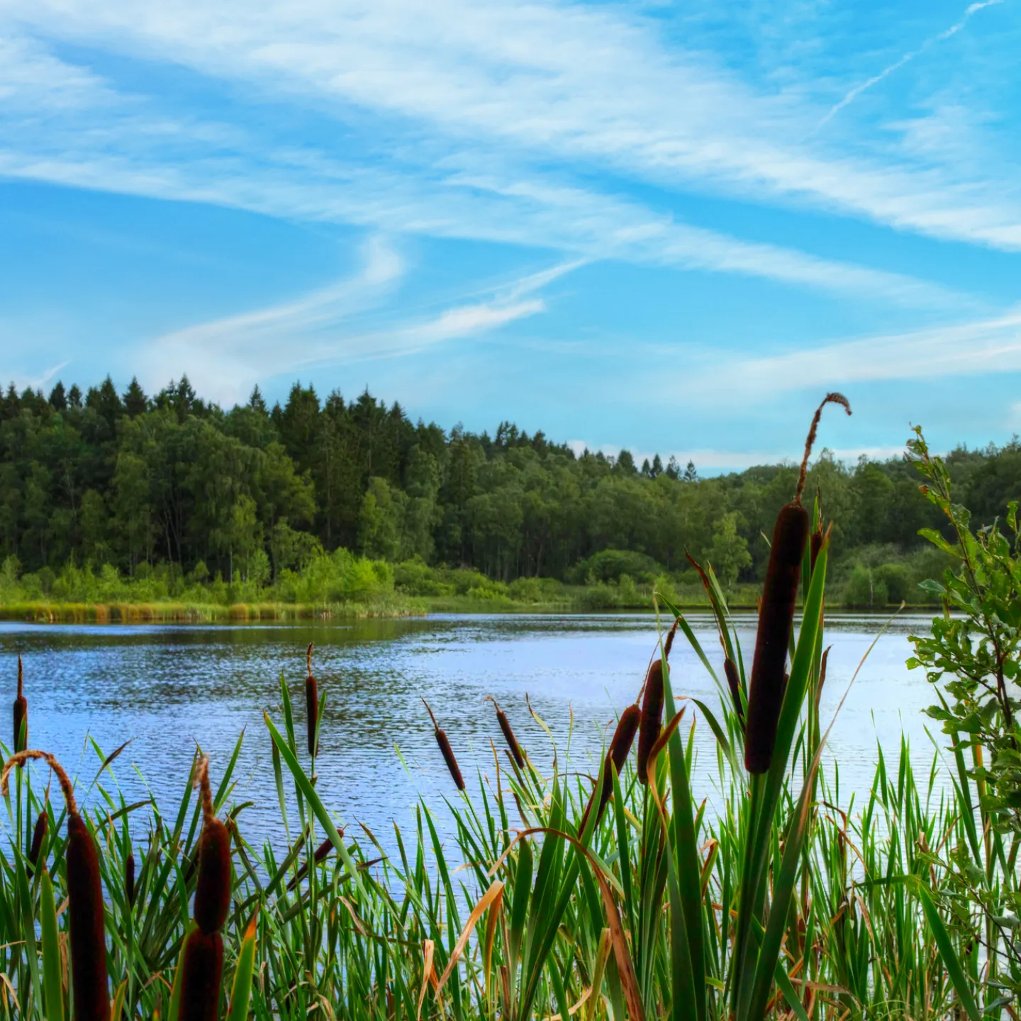 Jones Lake Management Partners with Clear Water Weed Removal